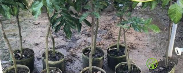 盆栽黄皮果树种植方法(黄皮果如何种植技术)