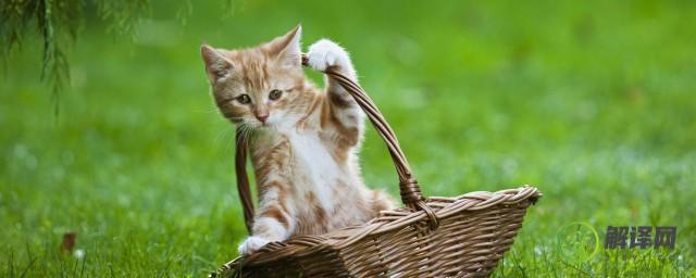 幼猫吃猫粮一次吃多少(幼猫粮一次喂多少)