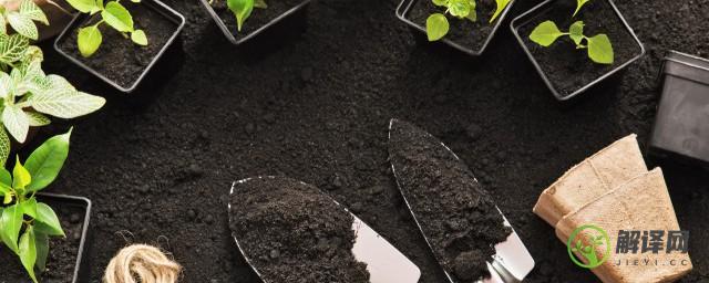 硫华菊的种植方法及注意事项(硫华菊的生长过程)