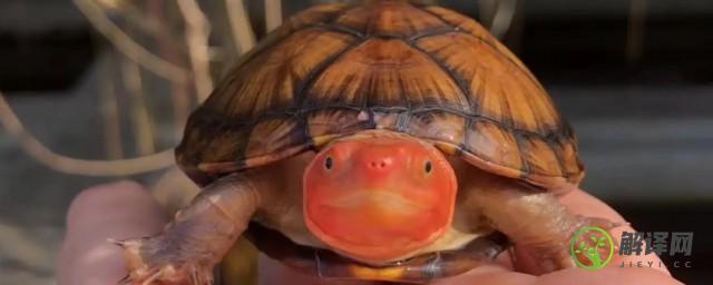 红乌龟的养殖方法和注意事项(红腹龟怎么养)