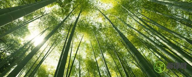 竹子的养殖和注意事项(竹子的养殖方法)