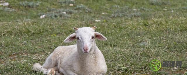 养殖业养羊的注意事项(养羊需要注意)