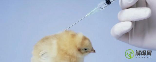 鸡疫苗的保存方法(鸡用疫苗打开后能保存多久)