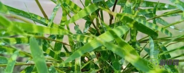 虎斑竹养殖方法和注意事项(虎斑风竹养殖方法)