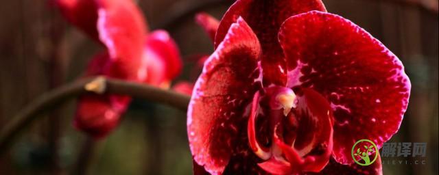 红蝴蝶兰的养殖方法和注意事项