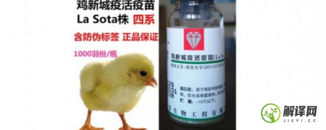 鸡疫苗保存方法(鸡用疫苗打开后能保存多久)
