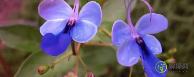 蓝蝴蝶的养殖方法与注意事项(蓝蝴蝶花的养殖方法)