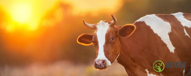 青牛的养殖方法和注意事项(养牛必须喂青储吗)