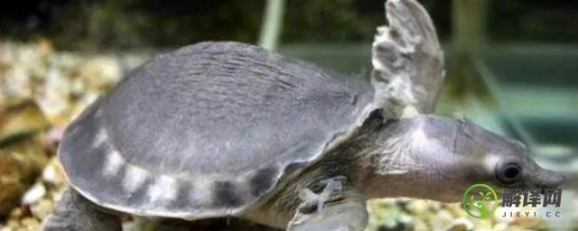 半水乌龟的养殖方法及注意事项