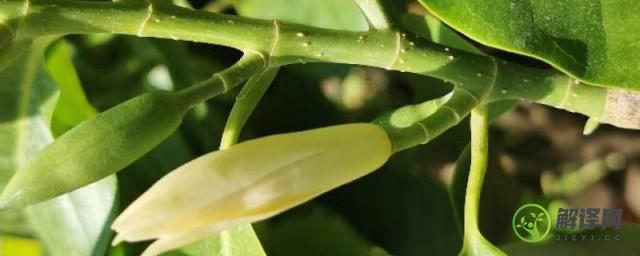黄果兰树的养殖方法和注意事项
