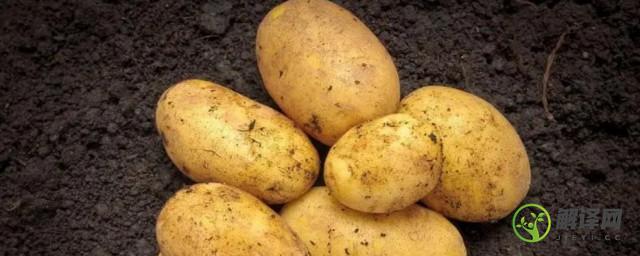 土豆的沙土保存方法(土豆应怎样保存)