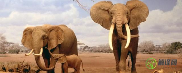 世界上哪里的大象最小(世界上哪里的大象最小脑筋急转弯答案是什么)