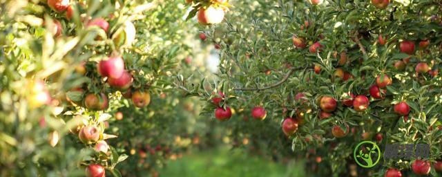 苹果树怎么种植(苹果树怎么种植方法几年结果实)