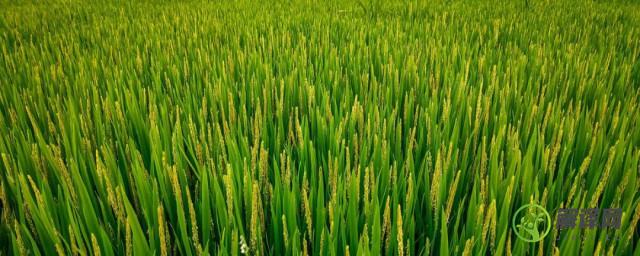 水稻是单子叶植物吗(水稻是单子叶吗?)