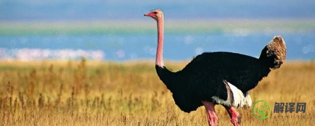 世界上现存体型最大的十种鸟类