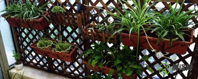 宜种阳台的绿植(适合家庭阳台种植的植物)
