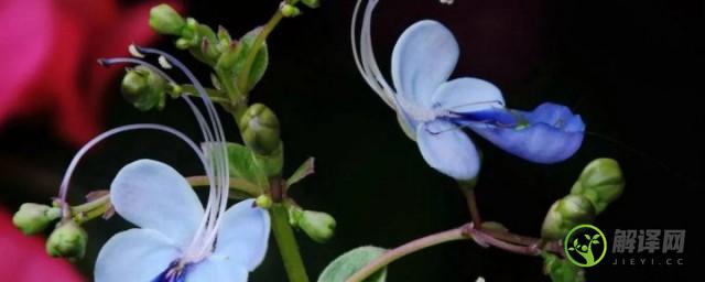 蓝蝴蝶花可以种阳台吗(蝴蝶兰可以放阳台养吗)