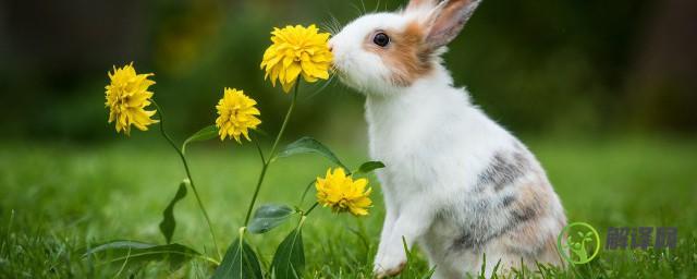 兔子是哺乳动物吗(兔子是哺乳动物吗一胎生几个)