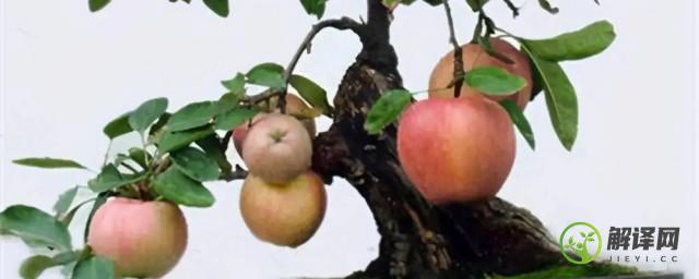苹果树怎么种盆内(盆栽苹果树的养殖方法和注意事项)
