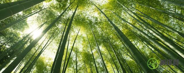 如何能养好竹子树(如何养竹子盆栽)