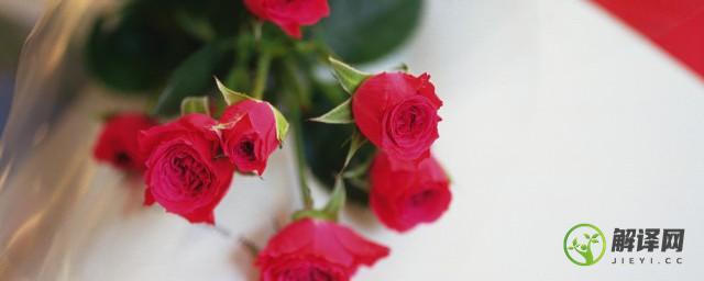 送一朵玫瑰花代表什么(女人送一朵玫瑰花代表什么)