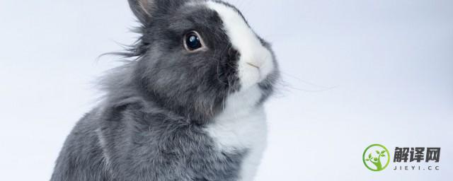 如何养好一只荷兰兔(荷兰兔好养活吗)