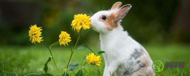 野兔是国家保护动物吗(野兔是国家保护动物嘛)