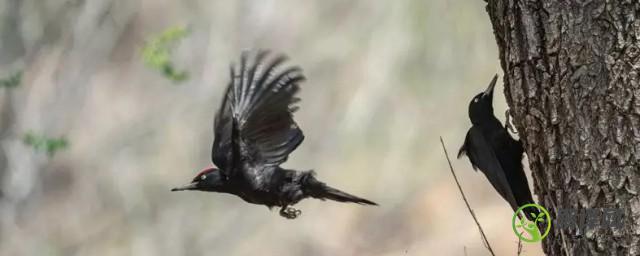 啄木鸟是国家保护动物吗(啄木鸟属于国家保护动物吗)