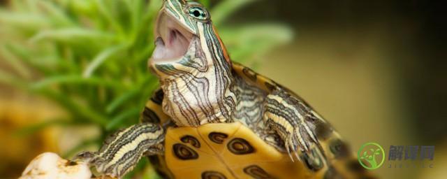 鳄龟是国家保护动物吗(鳄龟是不是国家保护动物?)