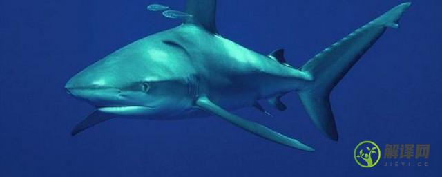 鲨鱼是国家保护动物吗(为什么鲨鱼是国家保护动物)