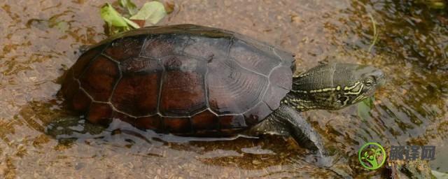 黄喉拟水龟是国家保护动物吗(黄喉拟水龟属几级保护)