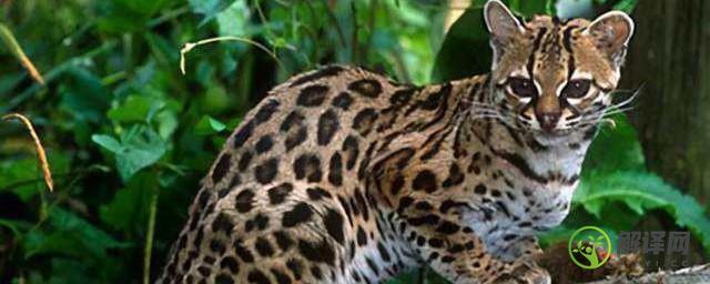 野生豹猫是保护动物吗(豹猫属于野生动物吗)