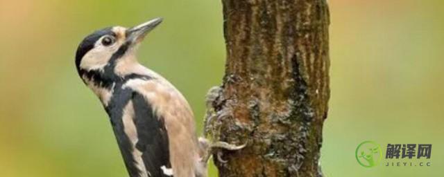 啄木鸟是保护动物吗(戴胜啄木鸟是保护动物吗)