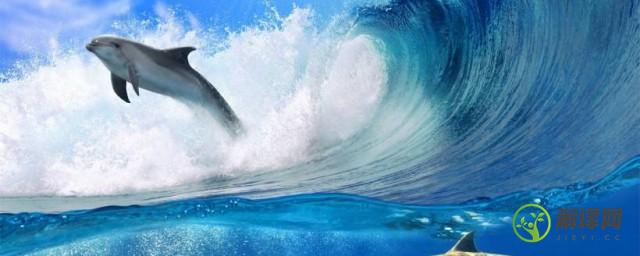 海豚是国家保护动物吗(海豚是国家一级保护动物)