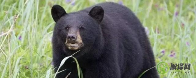 黑熊是保护动物吗(黑熊是野生动物吗)