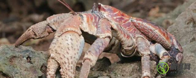 椰子蟹是保护动物吗(椰子蟹属于什么动物)