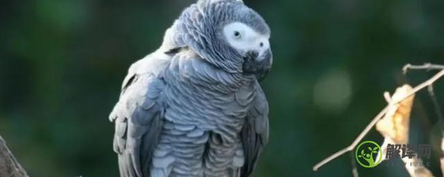 非洲灰鹦鹉是保护动物吗(灰色鹦鹉是国家保护动物吗)