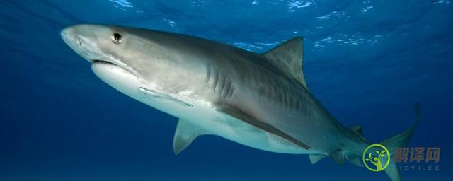 大白鲨是保护动物吗(大鲨鱼是保护动物吗)