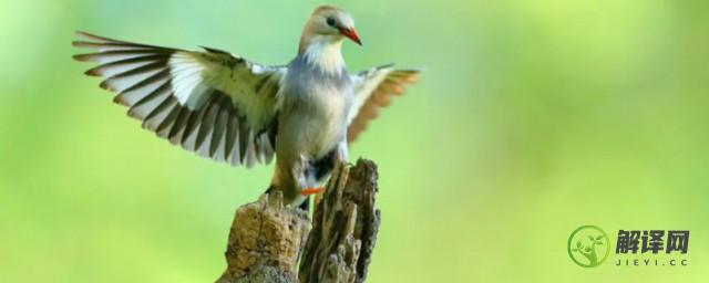 丝光椋鸟是保护动物吗(丝光椋鸟是鸣禽吗)