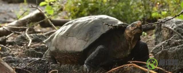亚洲巨龟是保护动物吗(亚洲巨龟是中国的吗)