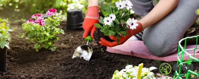 施肥是不是直接把肥料放在土上