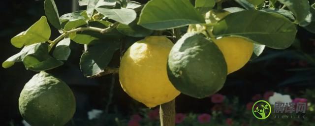 盆栽柠檬怎么施肥用什么肥料(盆栽柠檬施肥方法和注意事项)