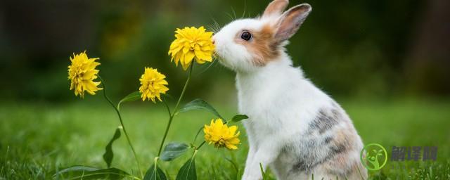 兔子便便能当肥料吗播种怎么施肥