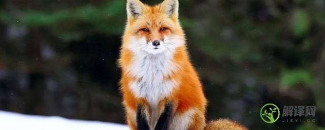狐狸喜欢吃什么食物(狐狸喜欢吃什么食物简笔画)
