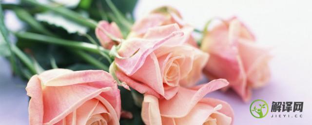 玫瑰和月季花的养殖方法(玫瑰花月季花的栽培技术)