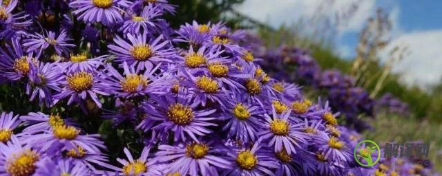 紫苑花的养殖方法(紫苑繁殖方法)