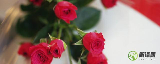 水植玫瑰花的养殖方法(水培玫瑰花的养殖方法和注意事项)