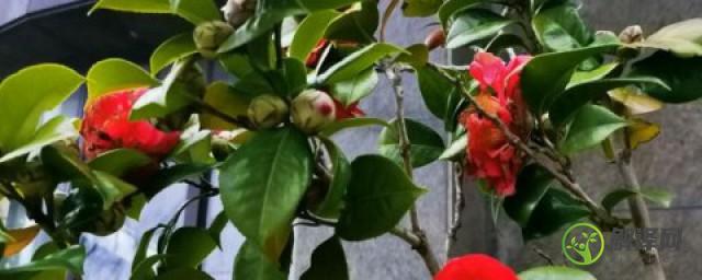 盆栽的茶花为什么会掉花骨朵(茶花现在有花骨朵了会开花吗)