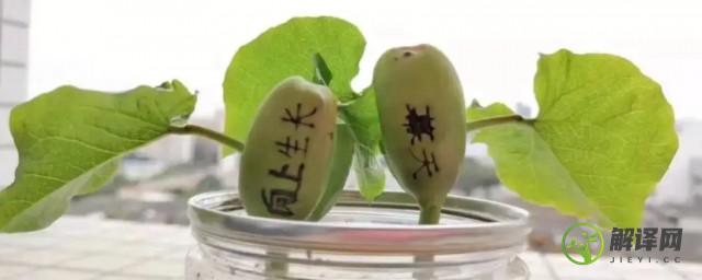 魔豆种子怎么种植方法(魔豆种子是什么植物怎么种)