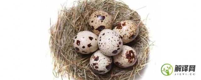 买的鹌鹑蛋能孵出鹌鹑吗(市场上买的鹌鹑蛋能孵出小鹌鹑吗)